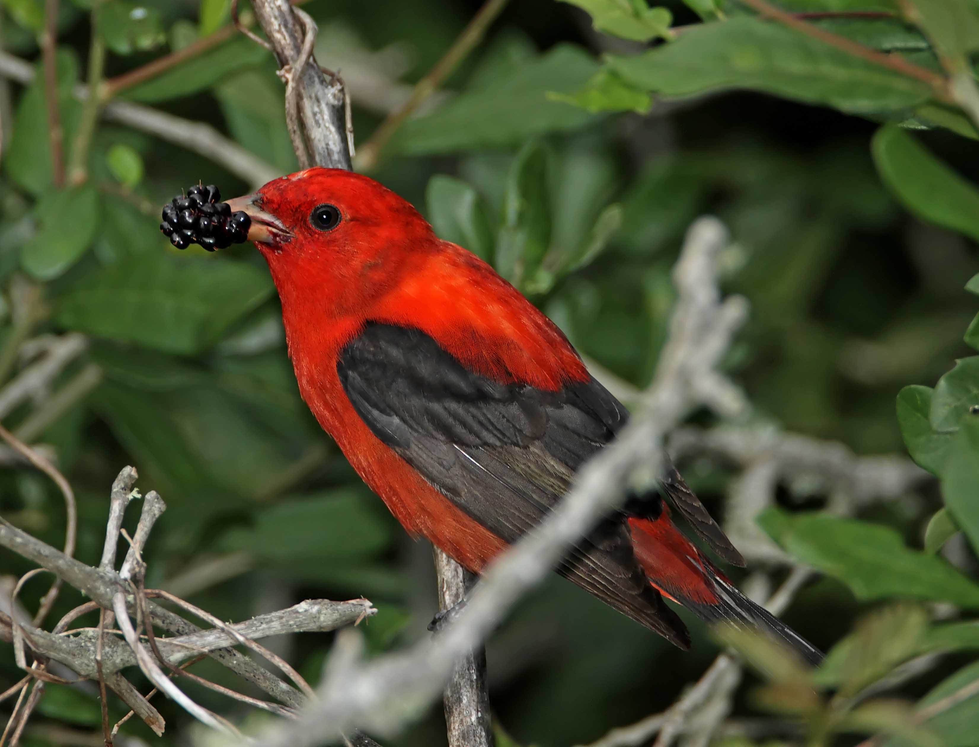 Scarlet Tanager_9185.jpg