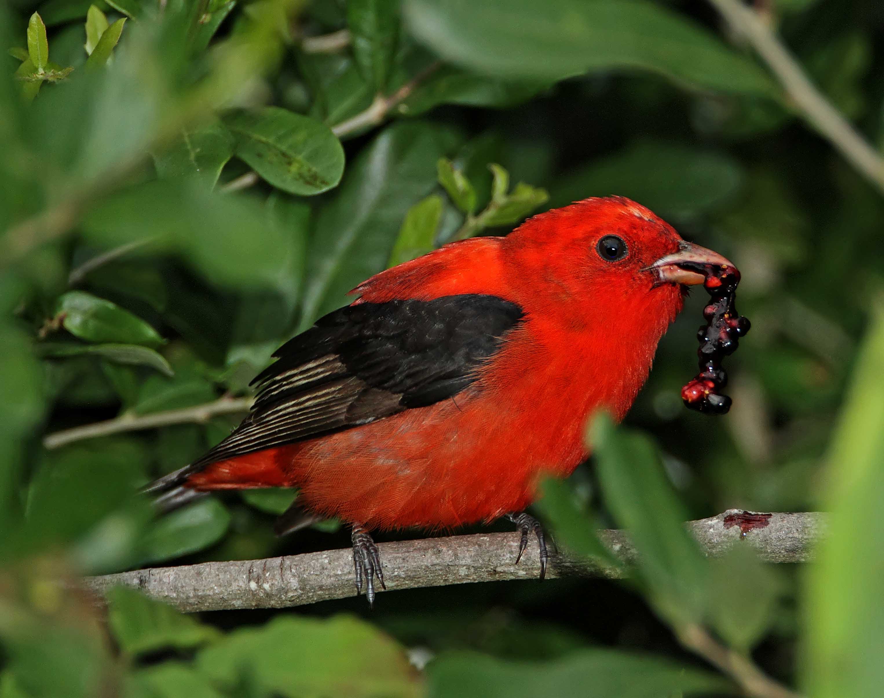 Scarlet Tanager_9214.jpg