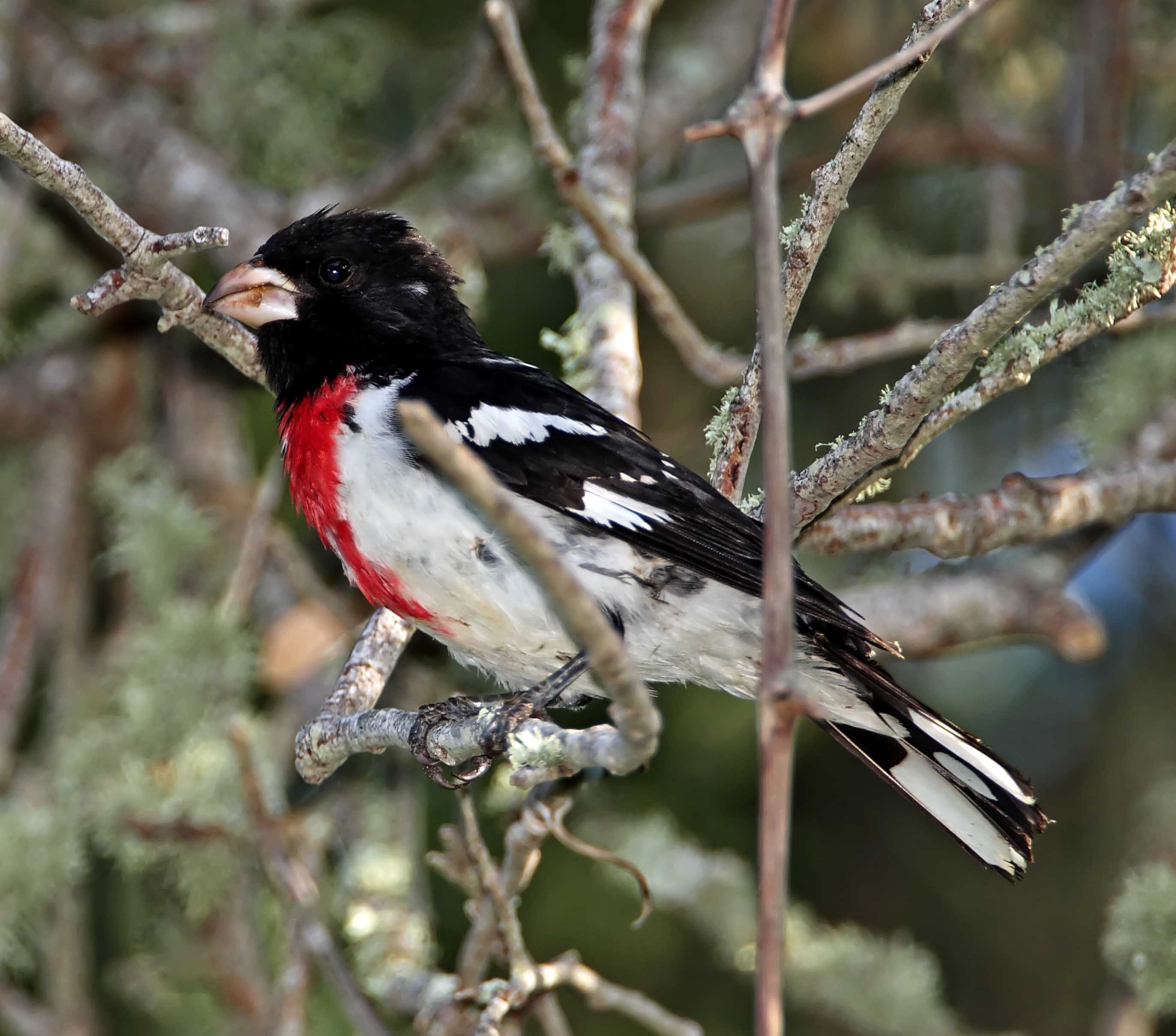 Rose-breasted Grosbeak - male_9384.jpg