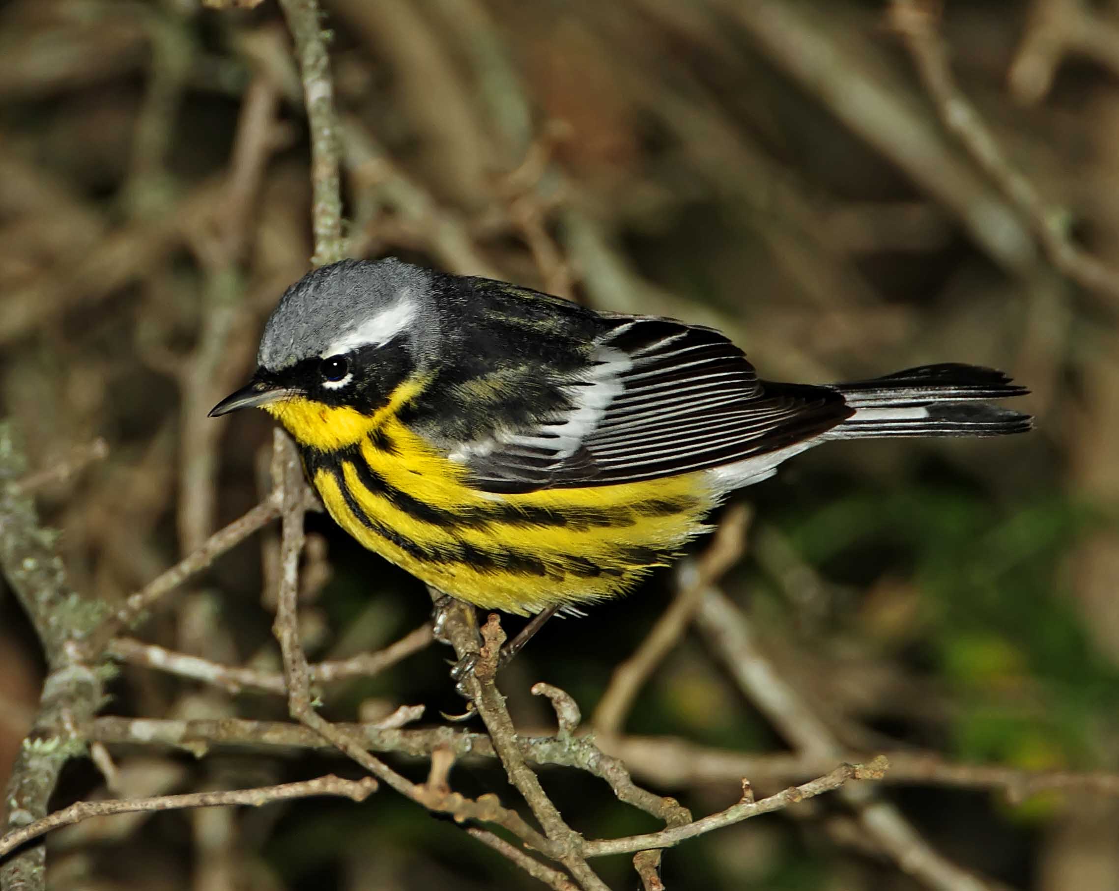 Magnolia Warbler - male breeding_9312.jpg