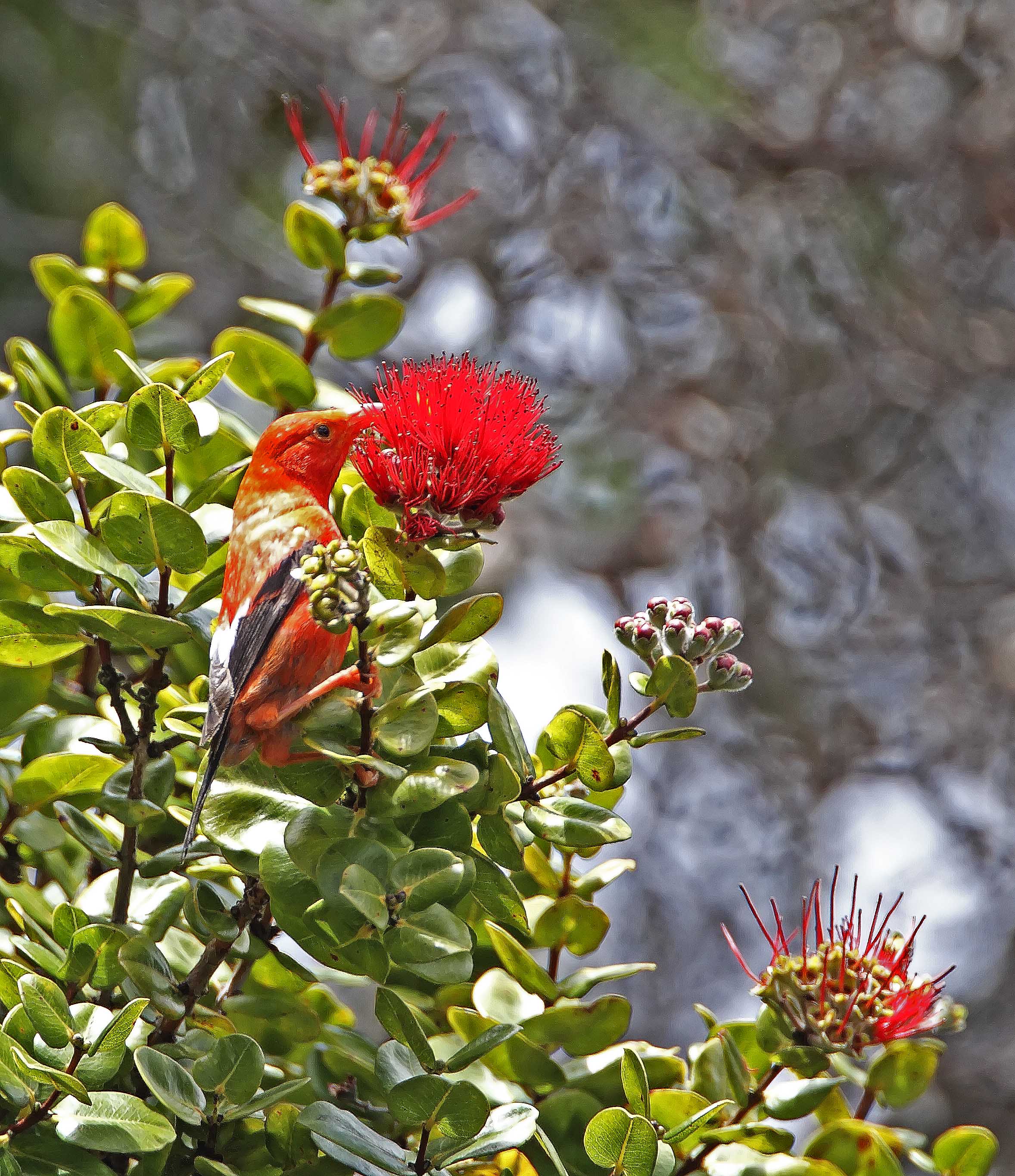Iiwi and ohia bloom_8651.jpg