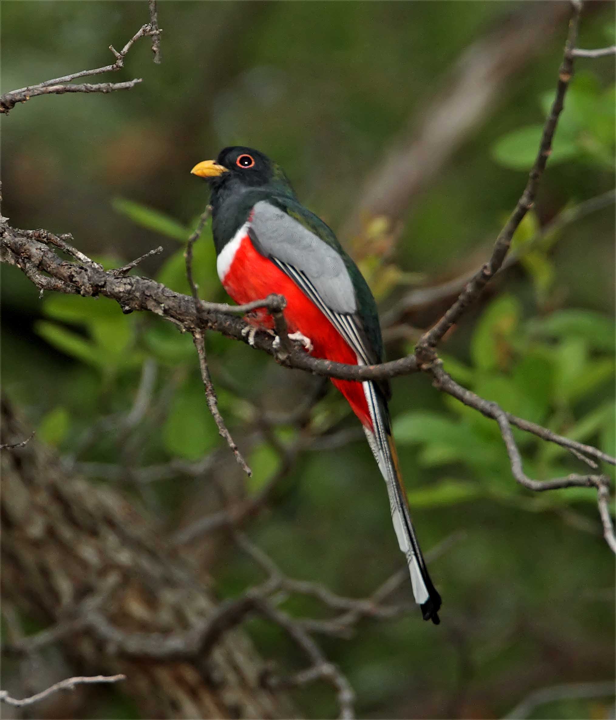 Elegant Trogon - male_9598.jpg