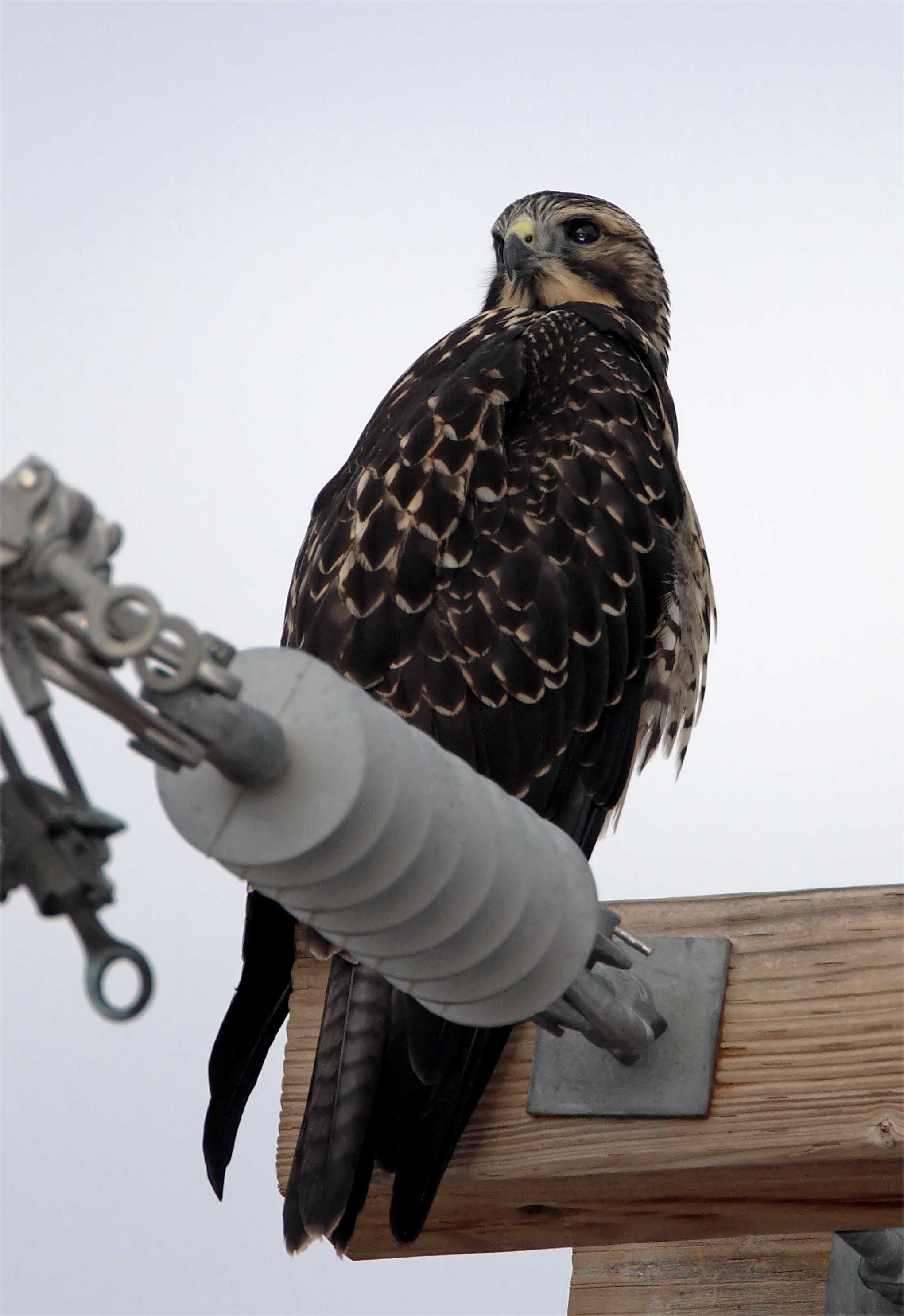 Swainsons Hawk - juvenile intermediate morph_3745.jpg