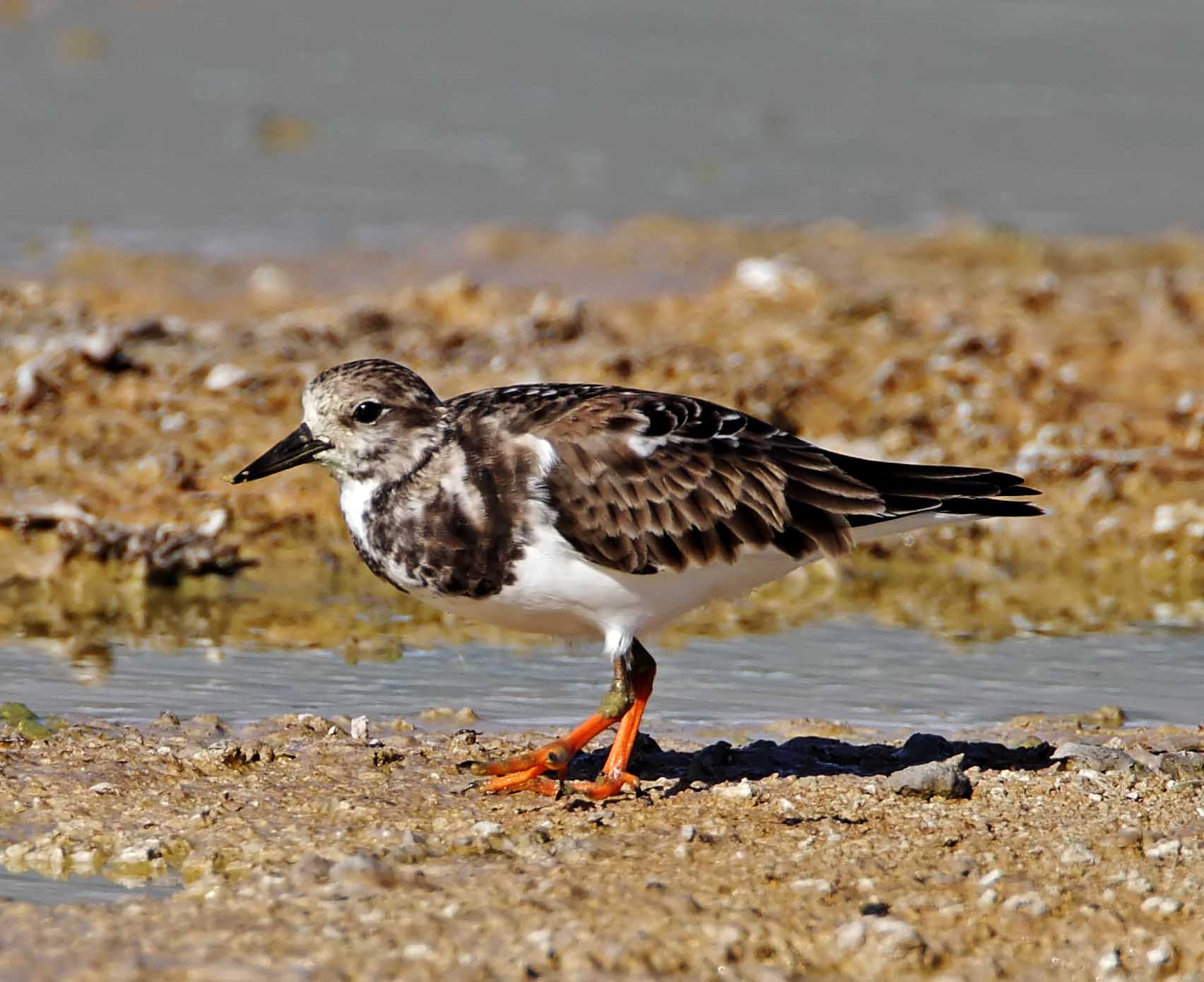 Ruddy Turnstone - non-breeding_4961.jpg