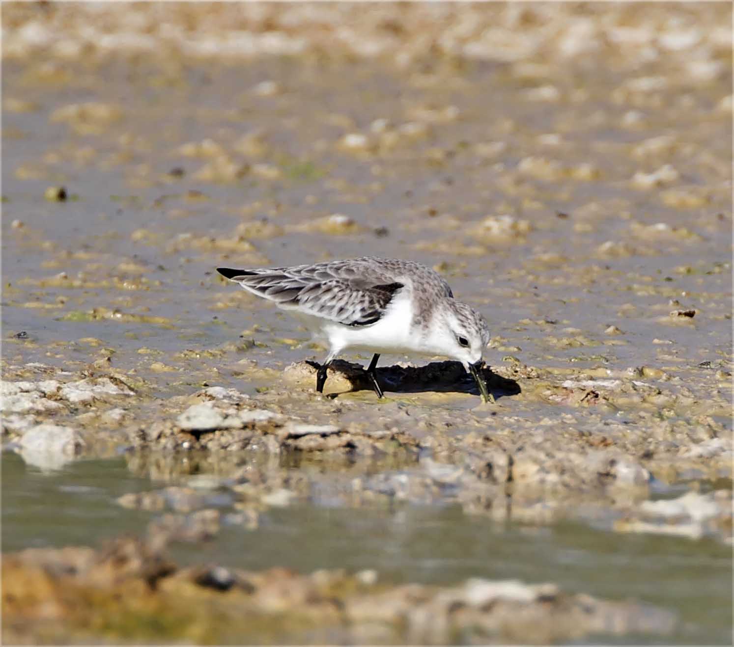 Sanderling - non-breeding_5053.jpg