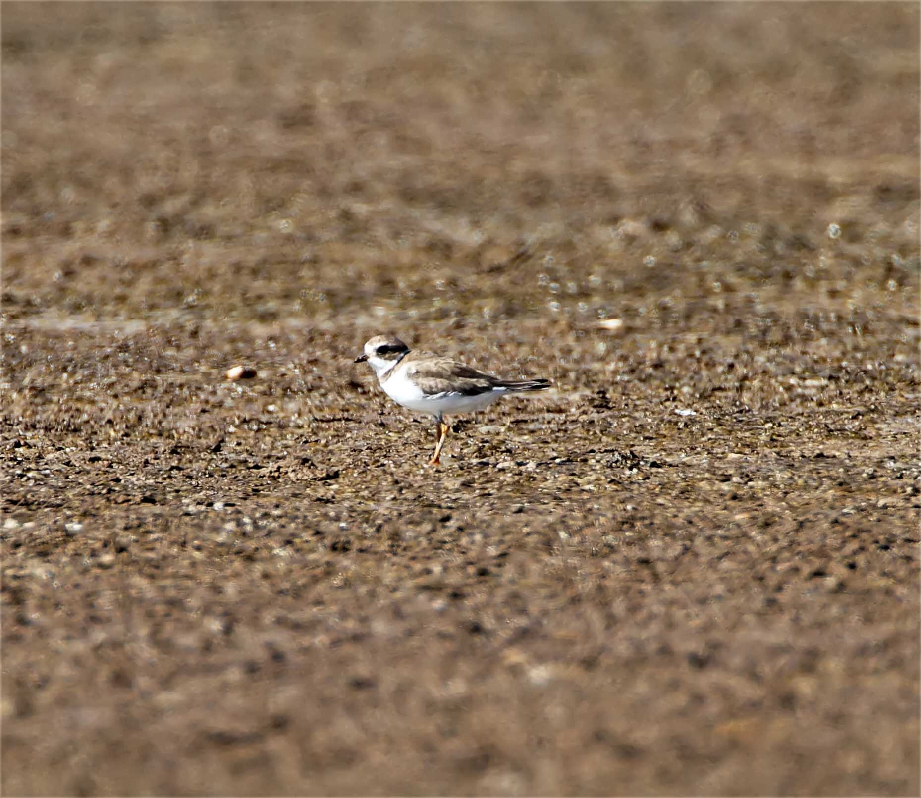 Semi-palmated Plover_5270.jpg