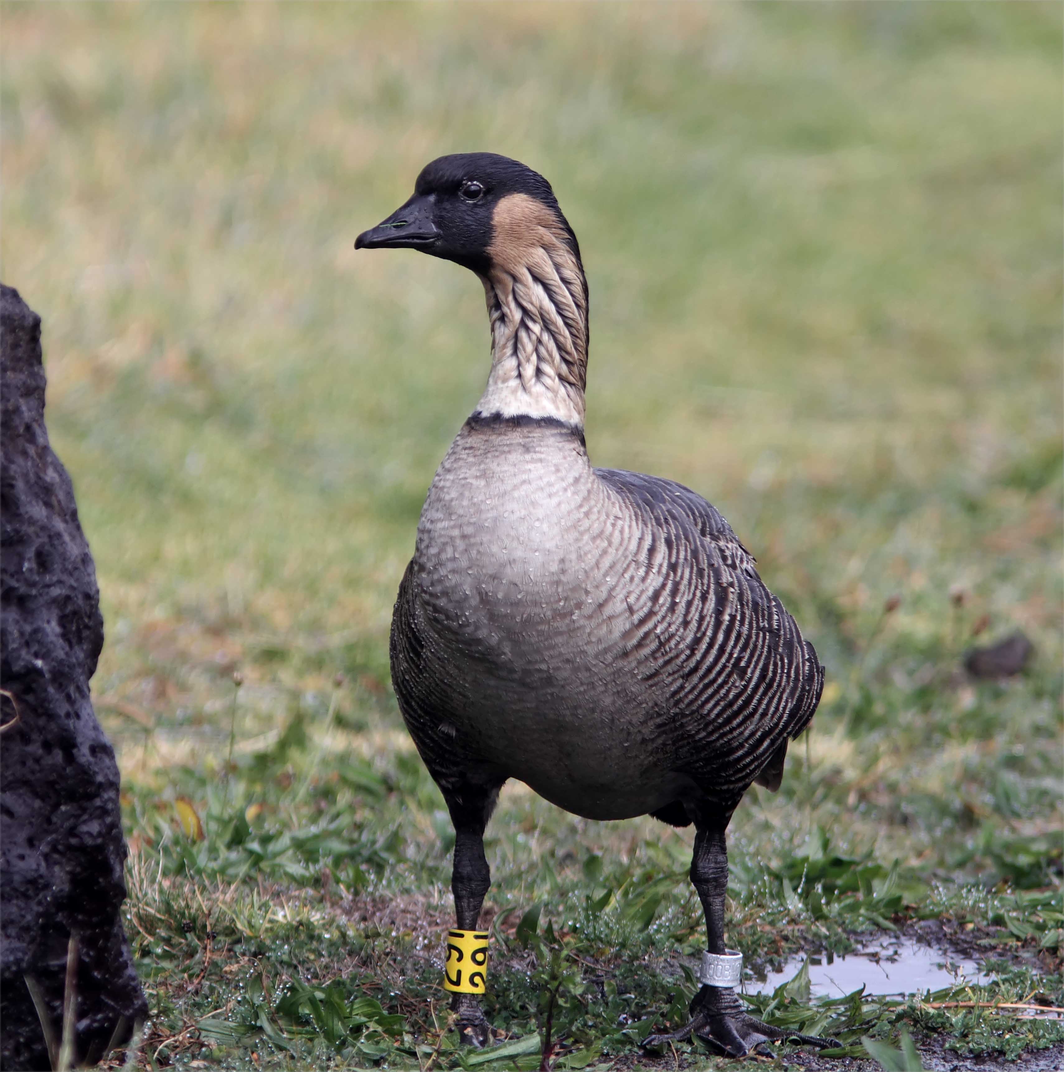 Nene_5568.jpg