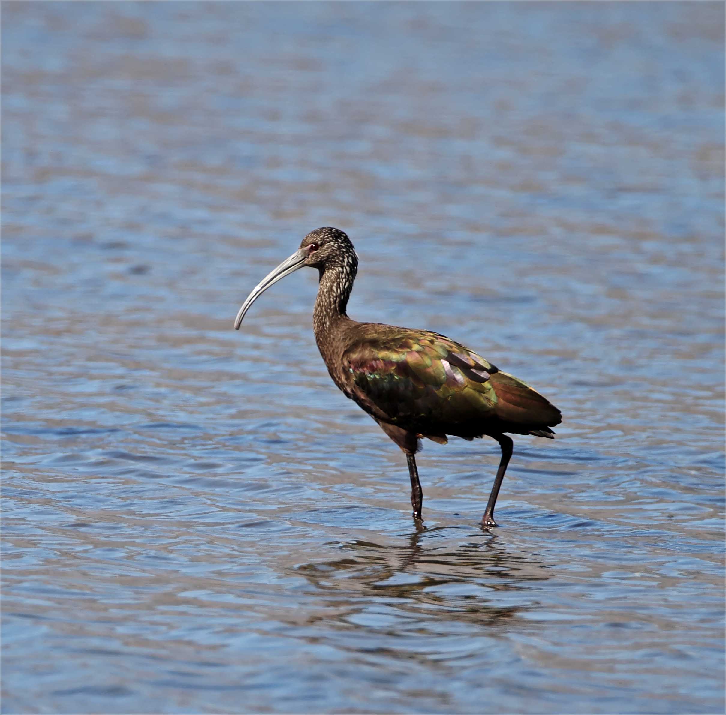 White-faced Ibis_5367.jpg