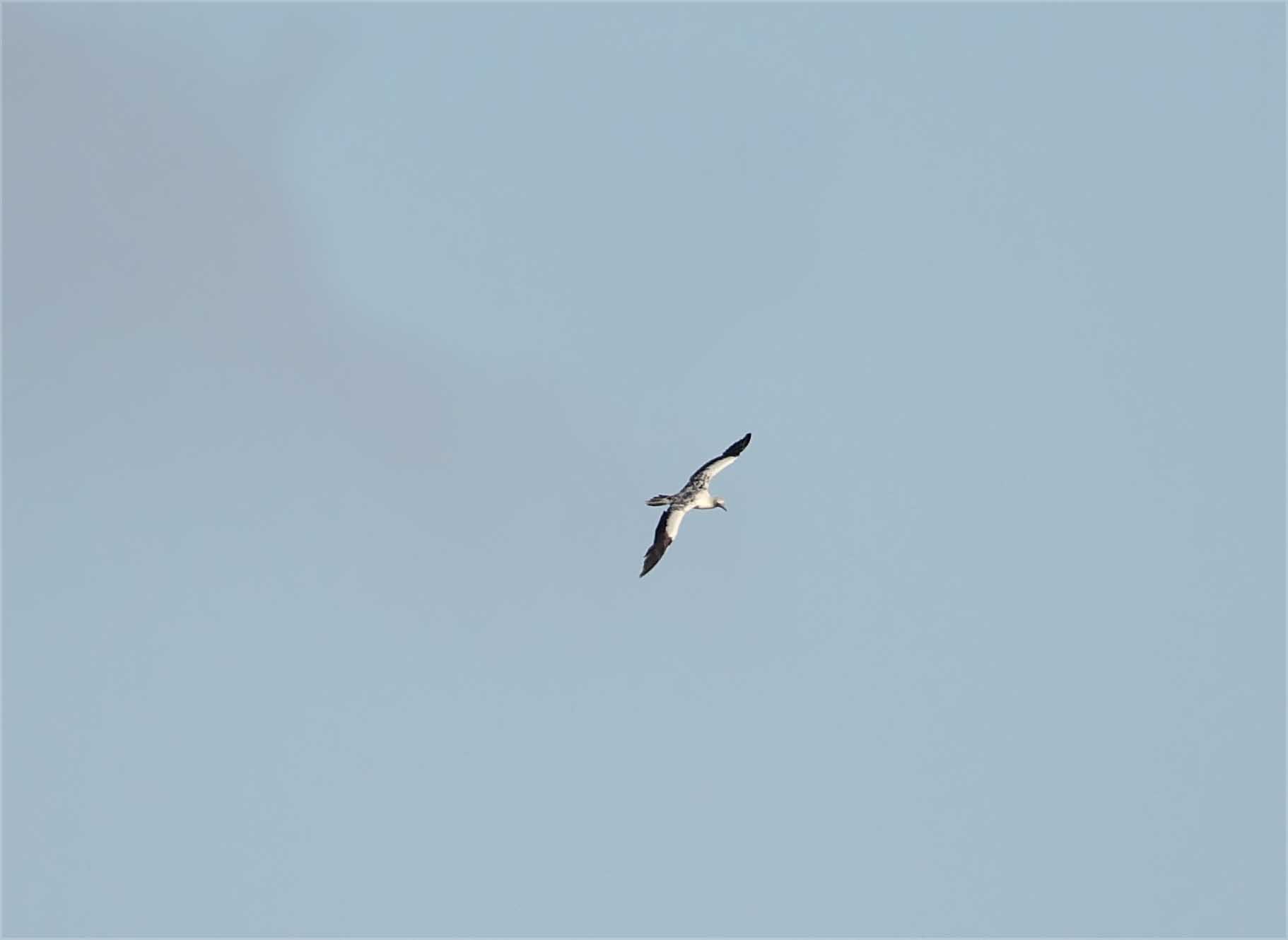 Red-footed Booby - immature_5996.jpg