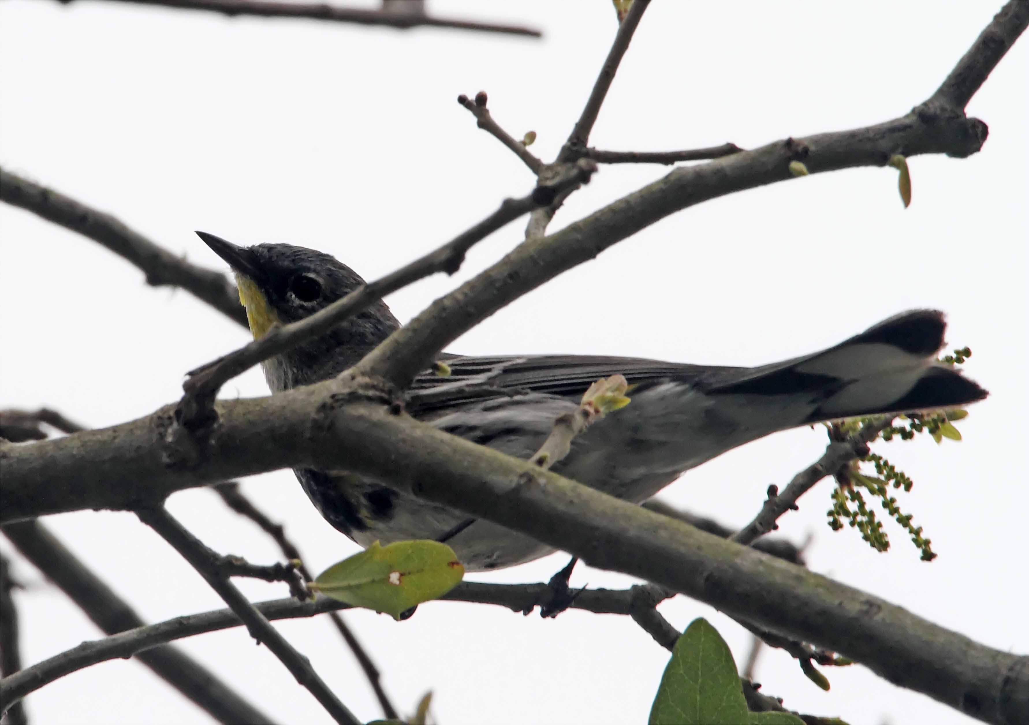 Audubons Warbler - male breeding_6728.jpg