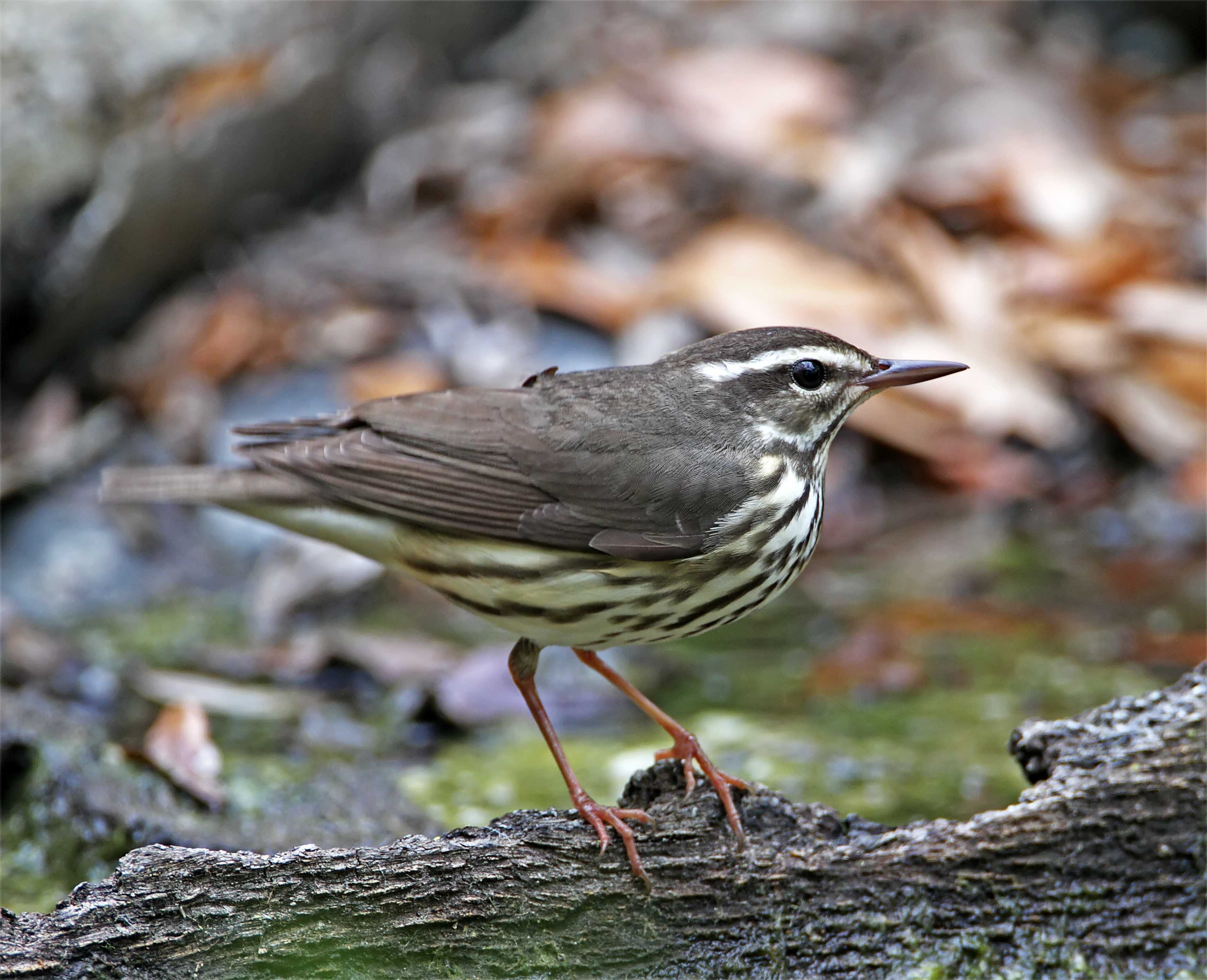 Louisiana Waterthrush_7088.jpg