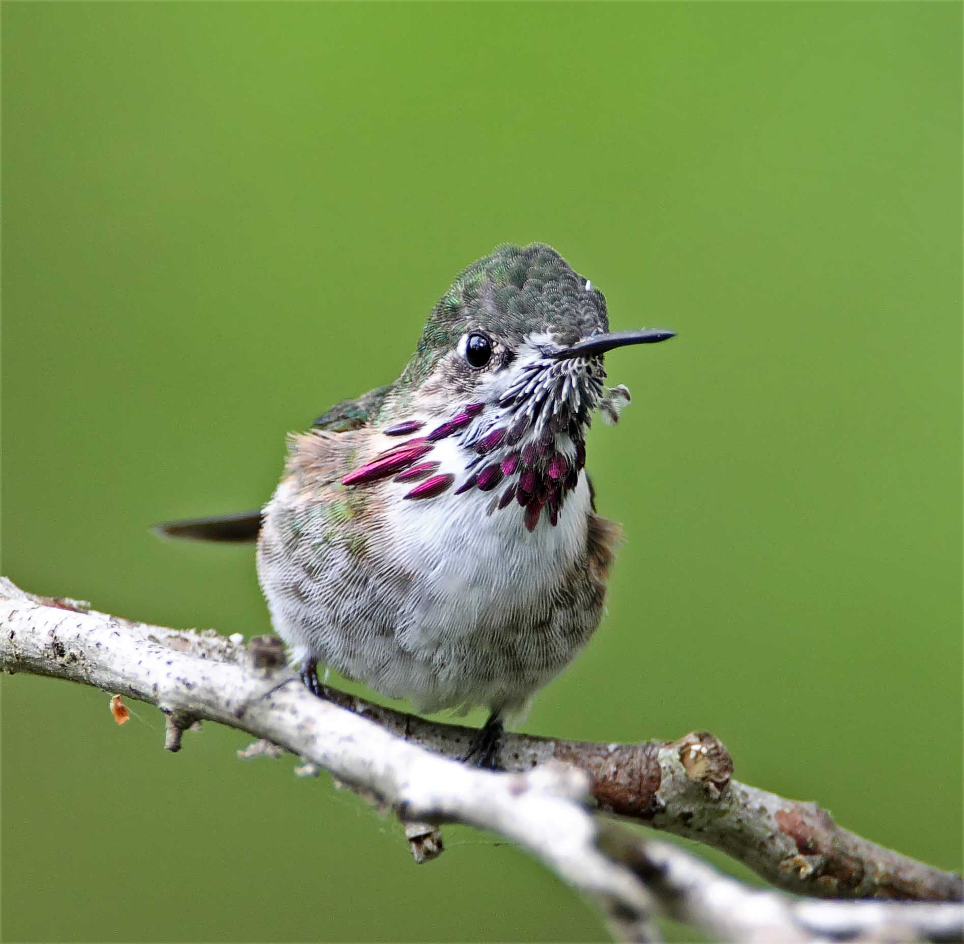 Calliope Hummingbird - juvenile male_7025.jpg