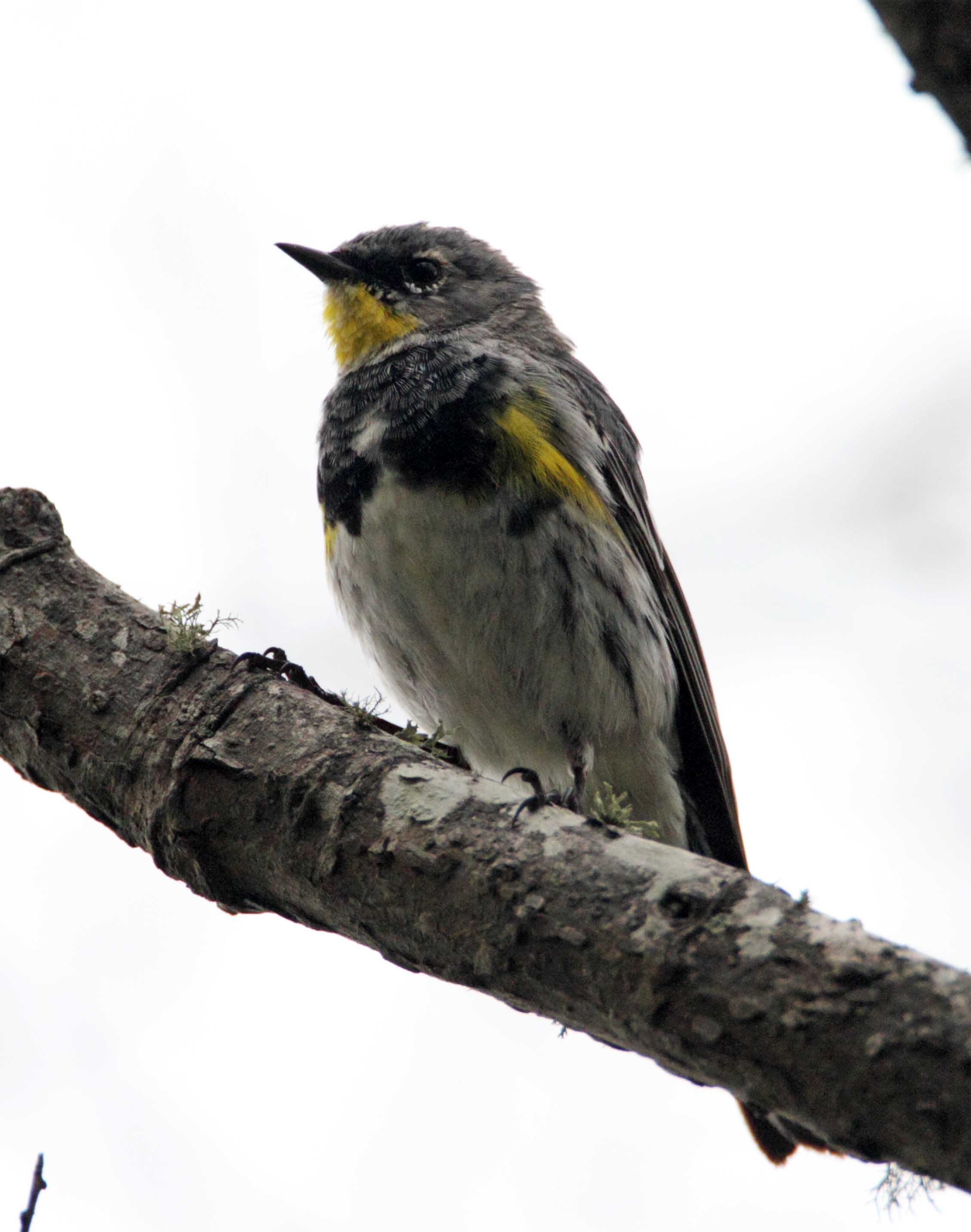 Audubons Warbler - male breeding_7056.jpg