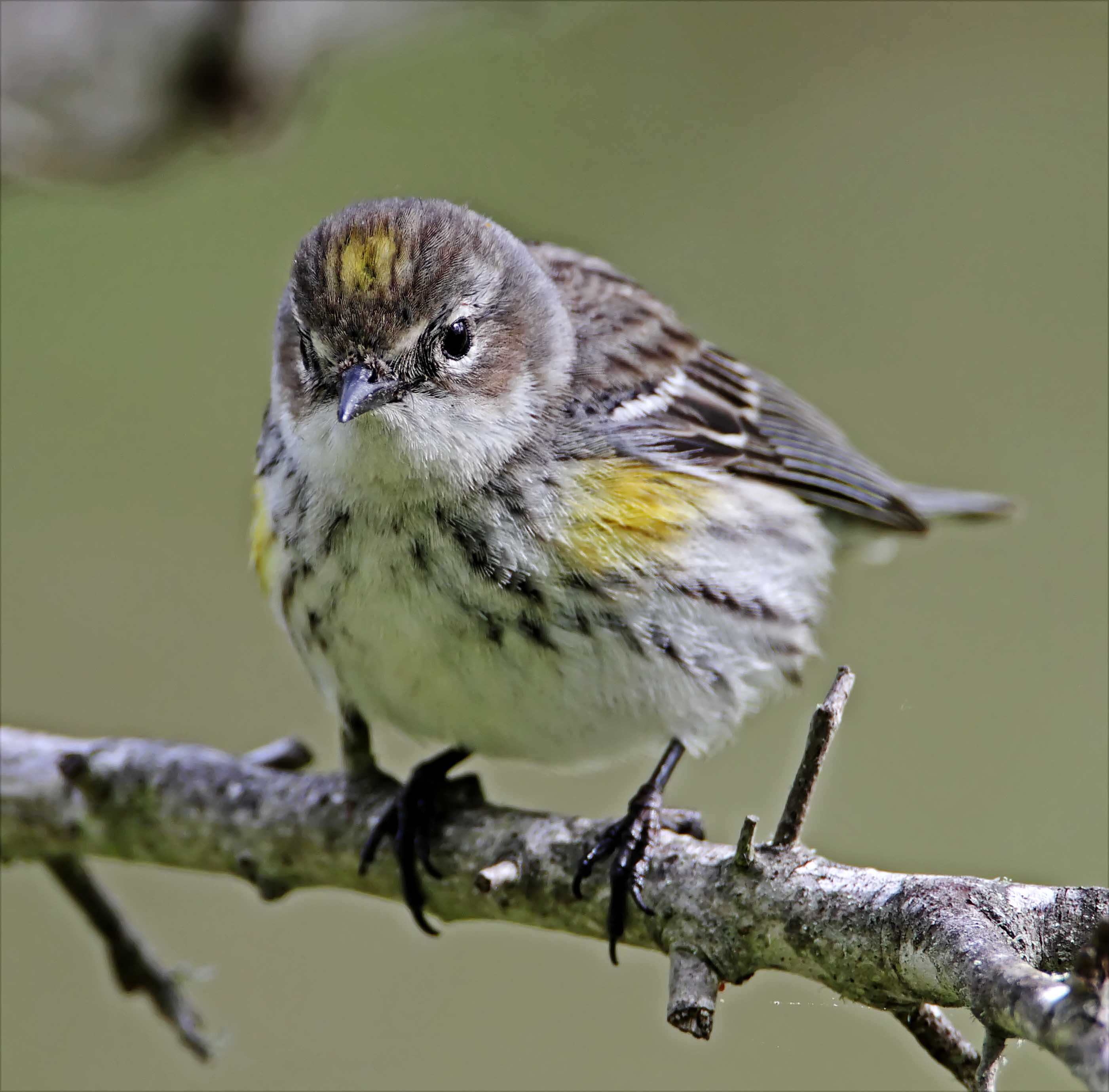 Myrtle Warbler - male molting_6781.jpg