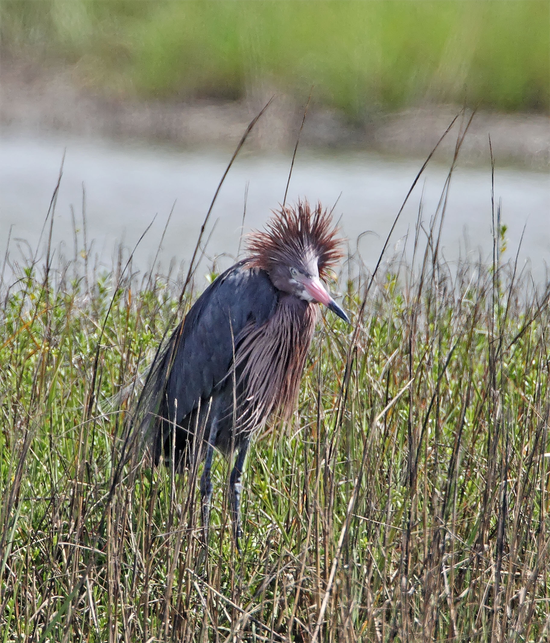 Reddish Egret_7369.jpg