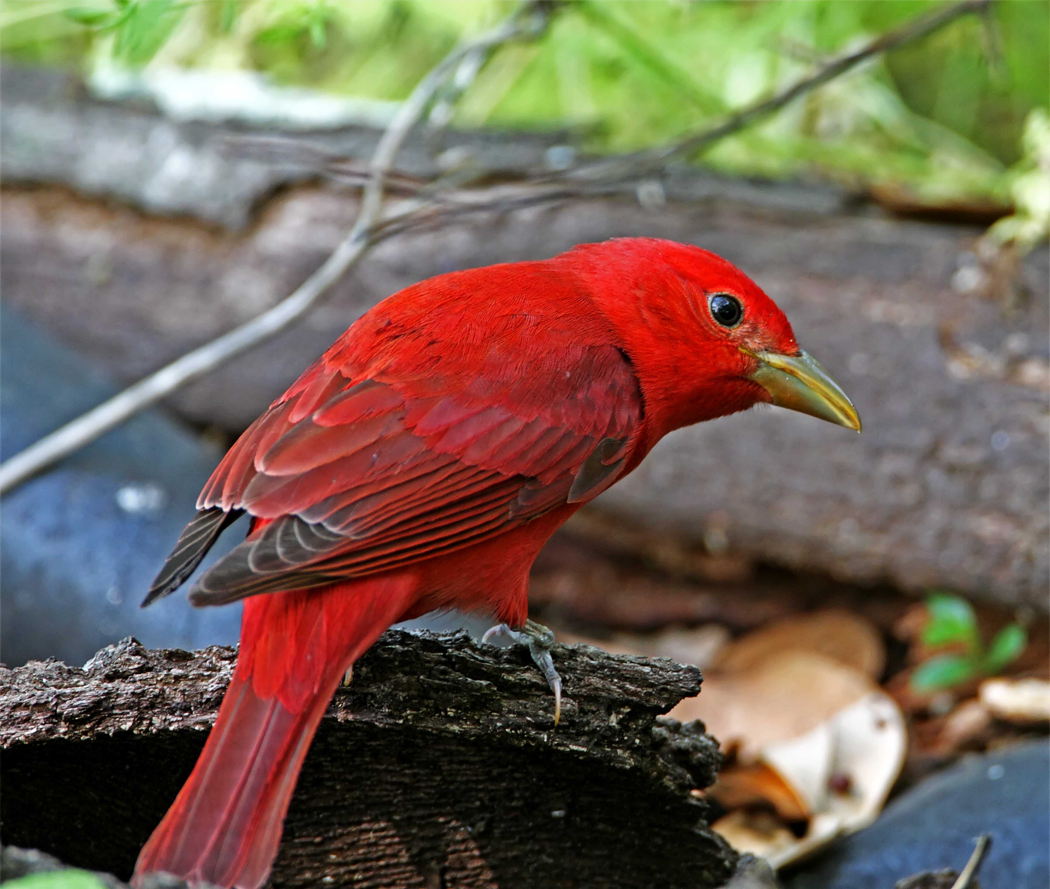 Summer Tanager_7421.jpg
