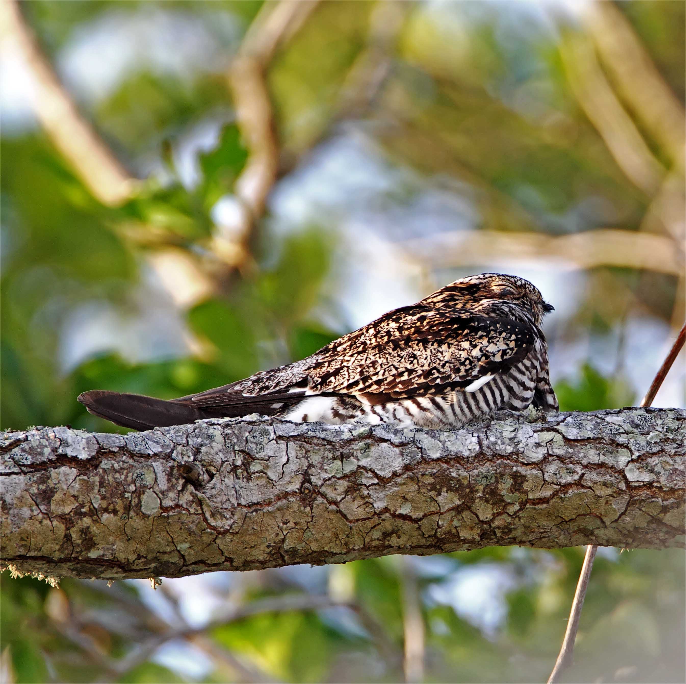 Common Nighthawk_7686.jpg