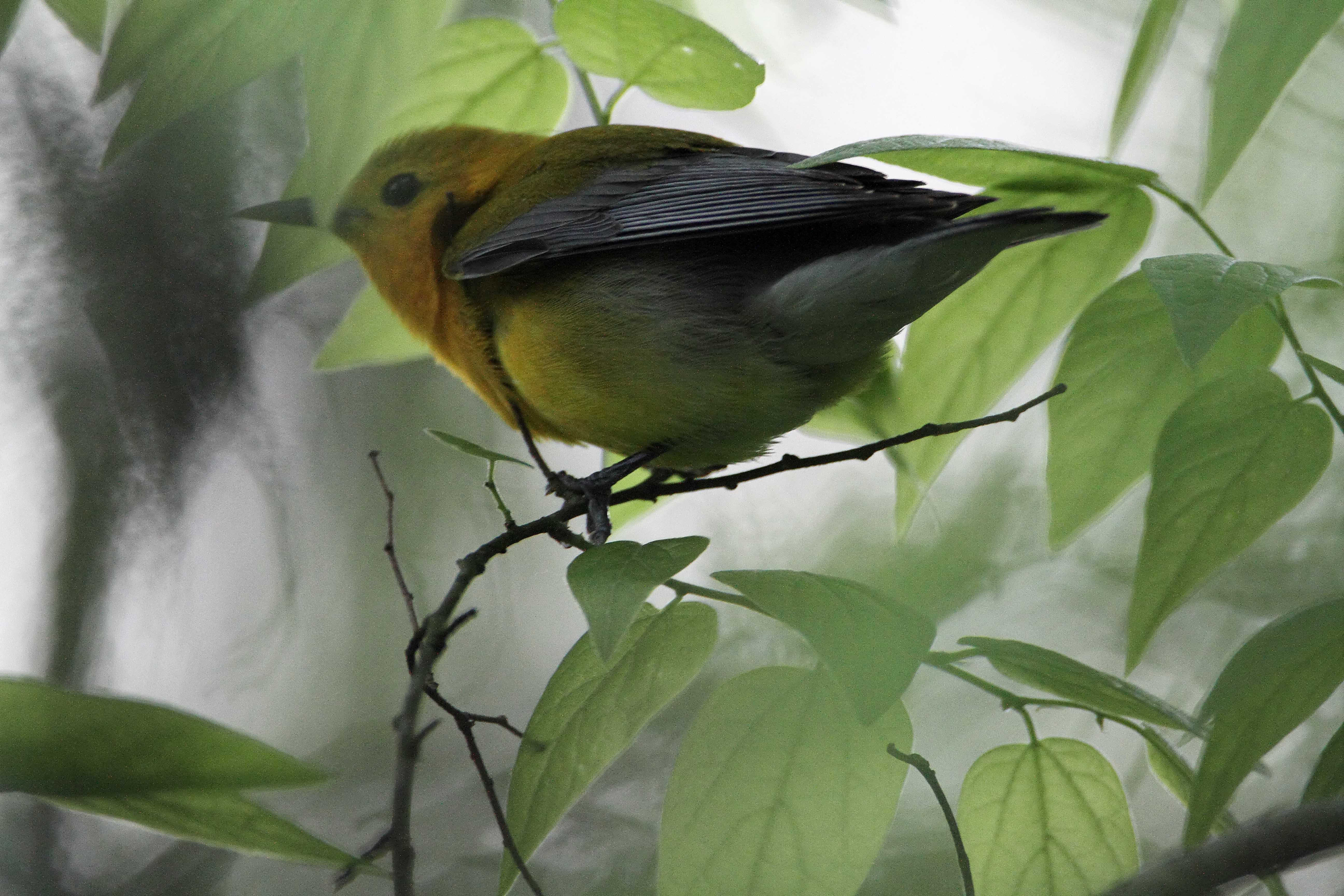 Prothonotary Warbler_7705.jpg