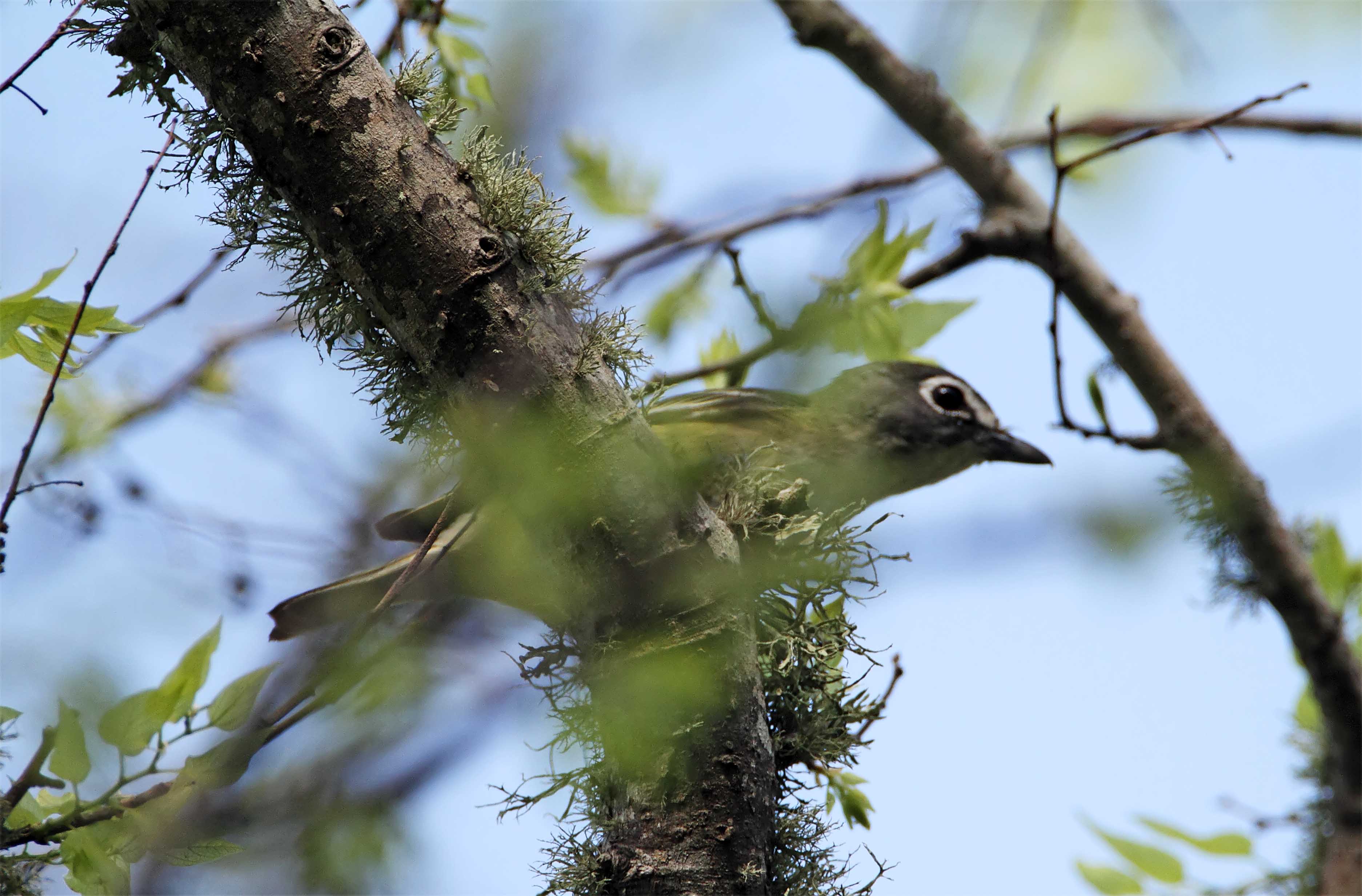 Blue-headed Vireo_7791 copy.jpg