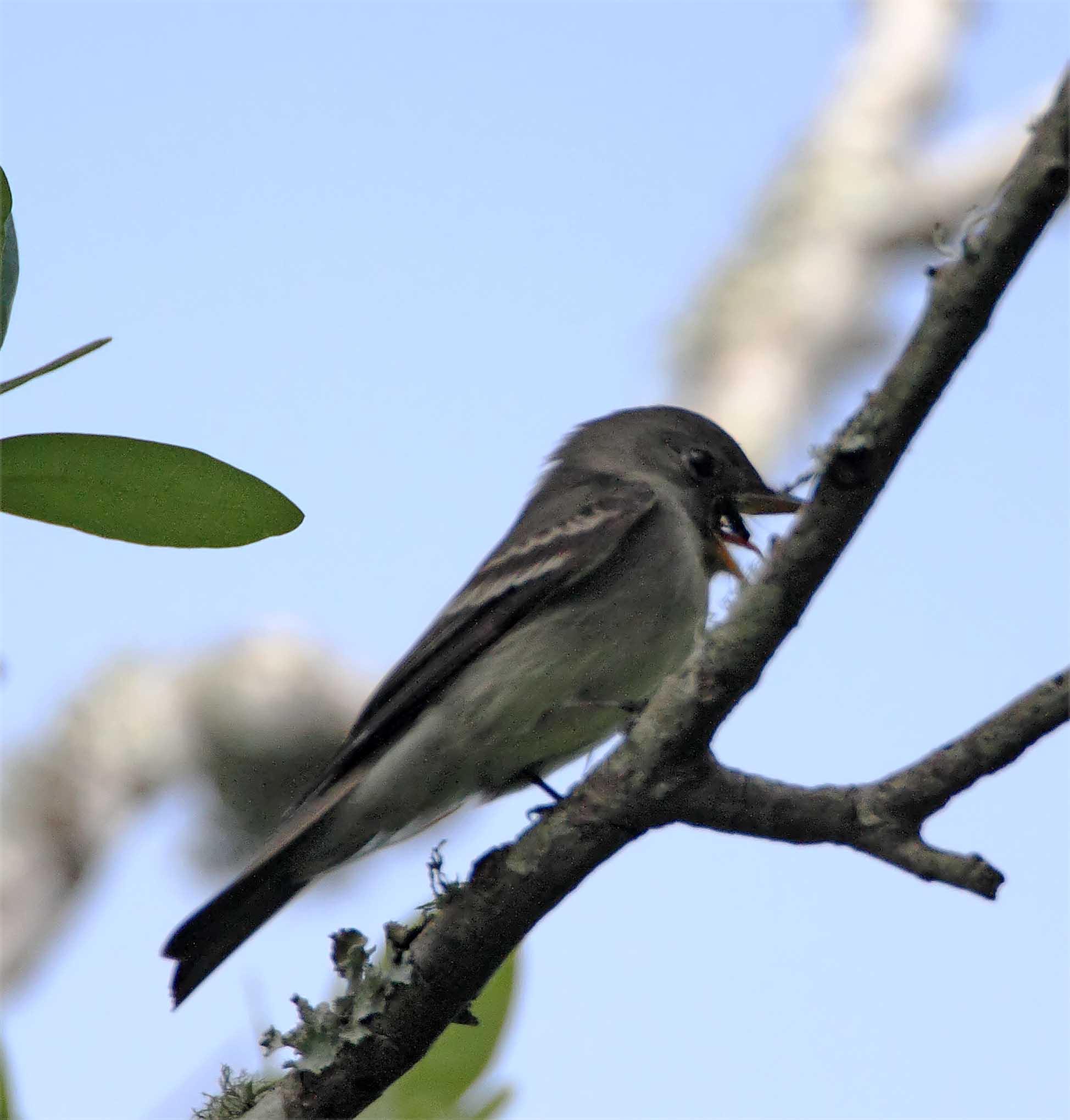Eastern Wood-Pewee_7766.jpg