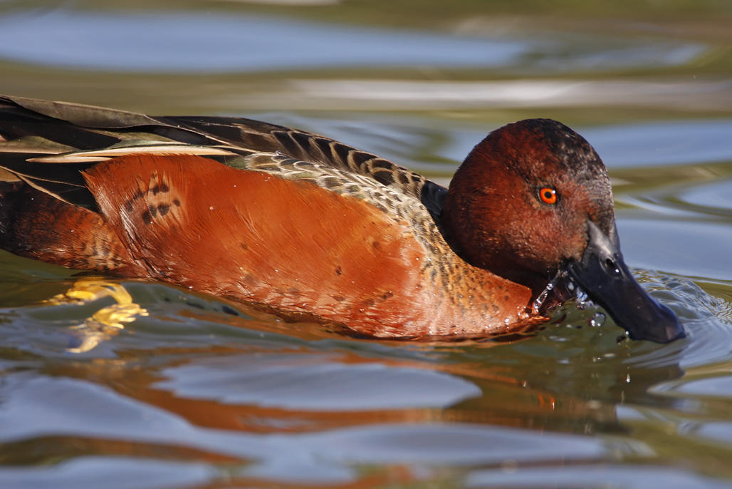 Cinnamon Teal - male breeding_1562