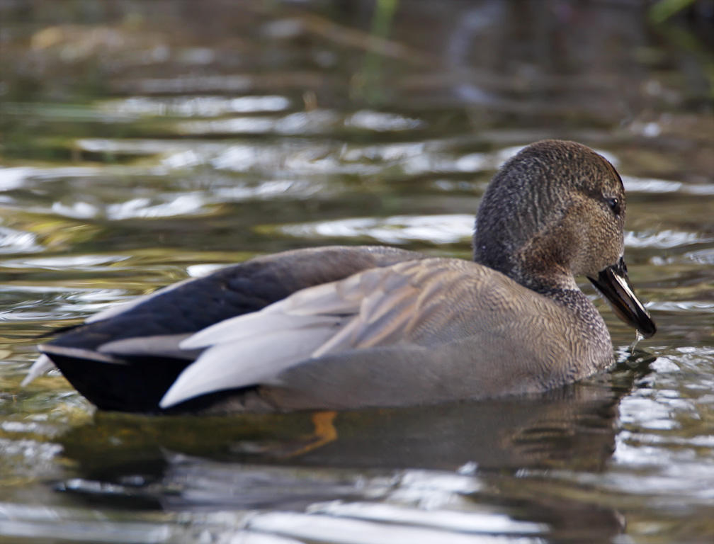 Gadwall - male breeding_1740