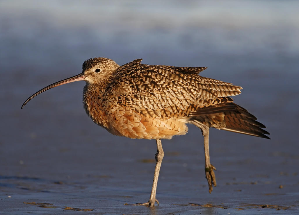 Long-billed Curlew_9792.jpg