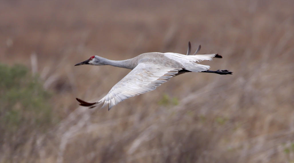 Sandhill Crane_1967.jpg