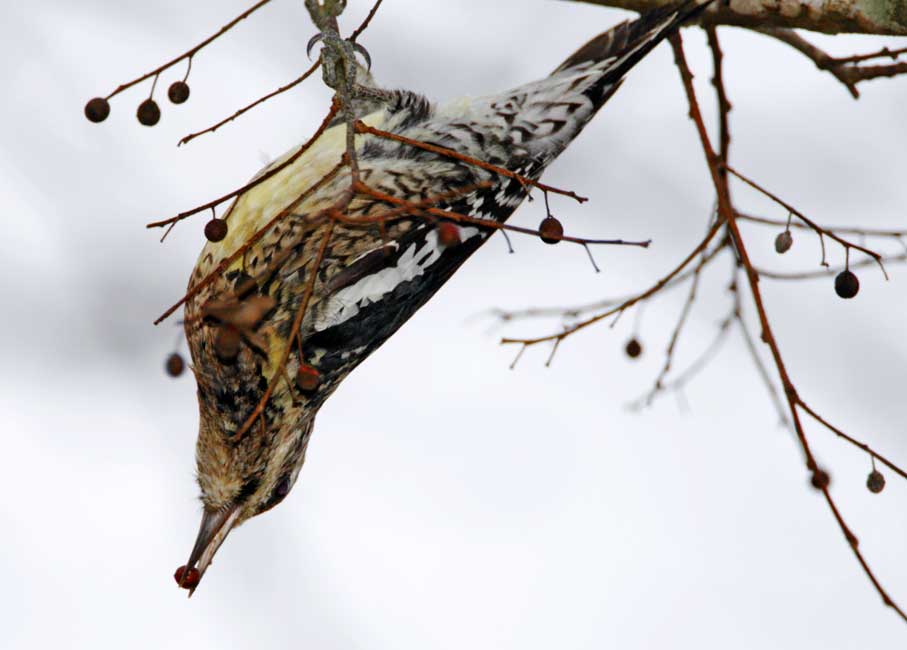Yellow-bellied Sapsucker - female_3275.jpg