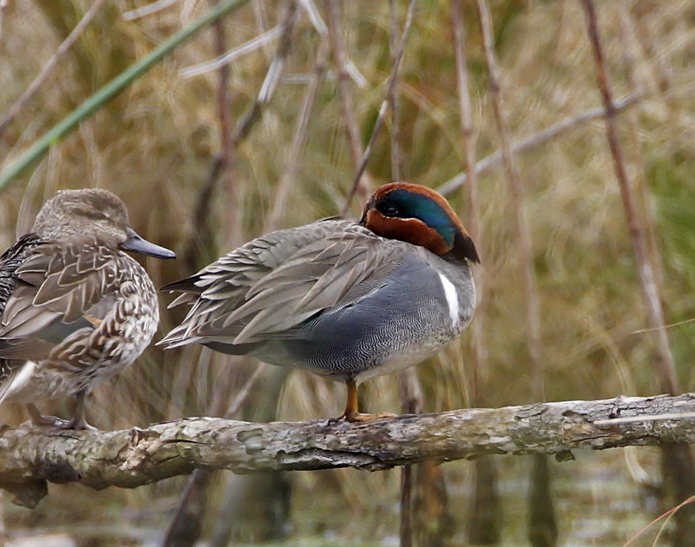 Green-winged Teal - male breeding_2341.jpg