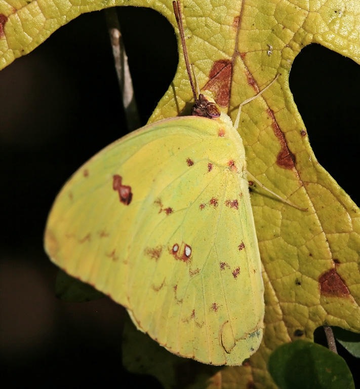 Cloudless Sulphur_0188.jpg