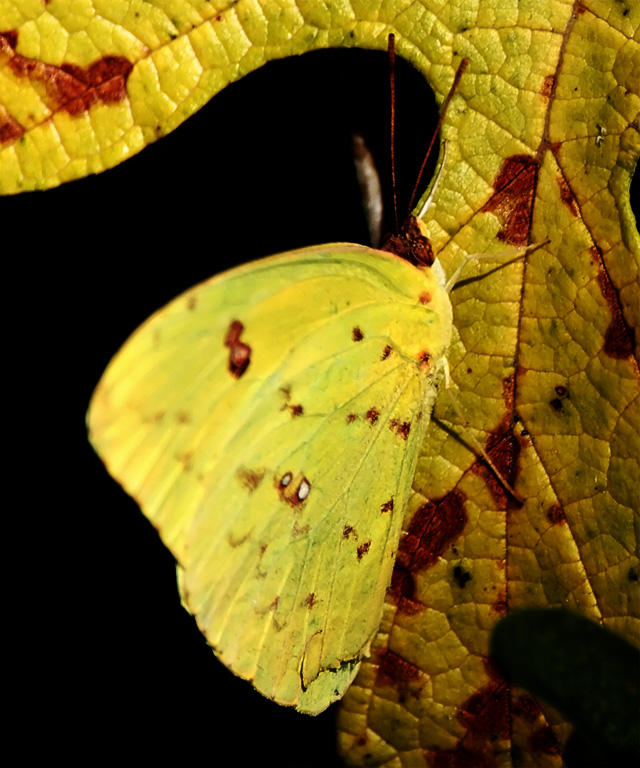 Cloudless Sulphur_9581.jpg