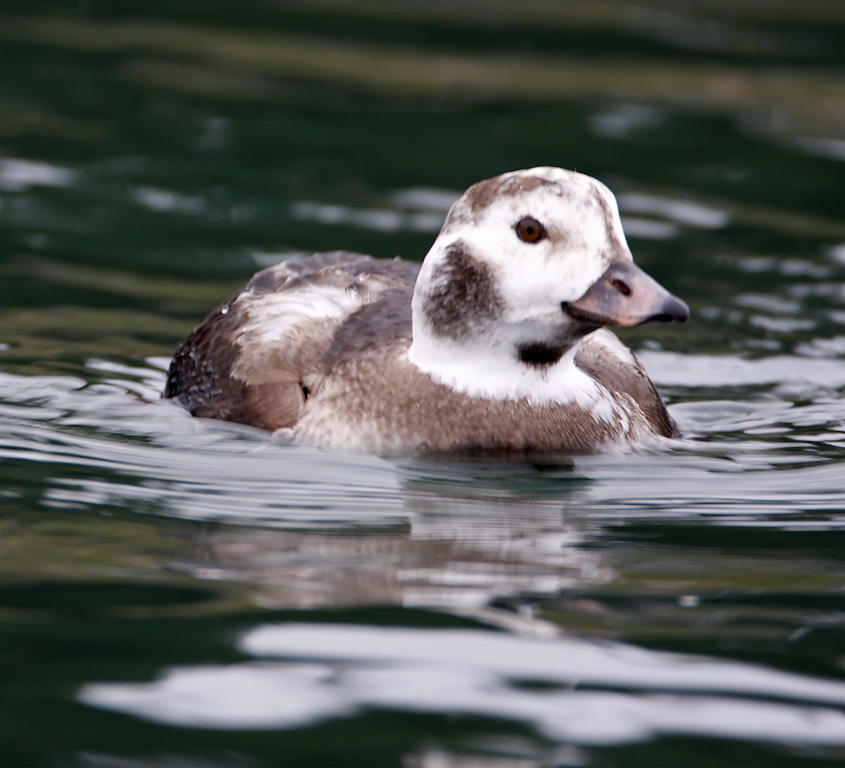 Long-tailed Duck - male - winter_2458.jpg