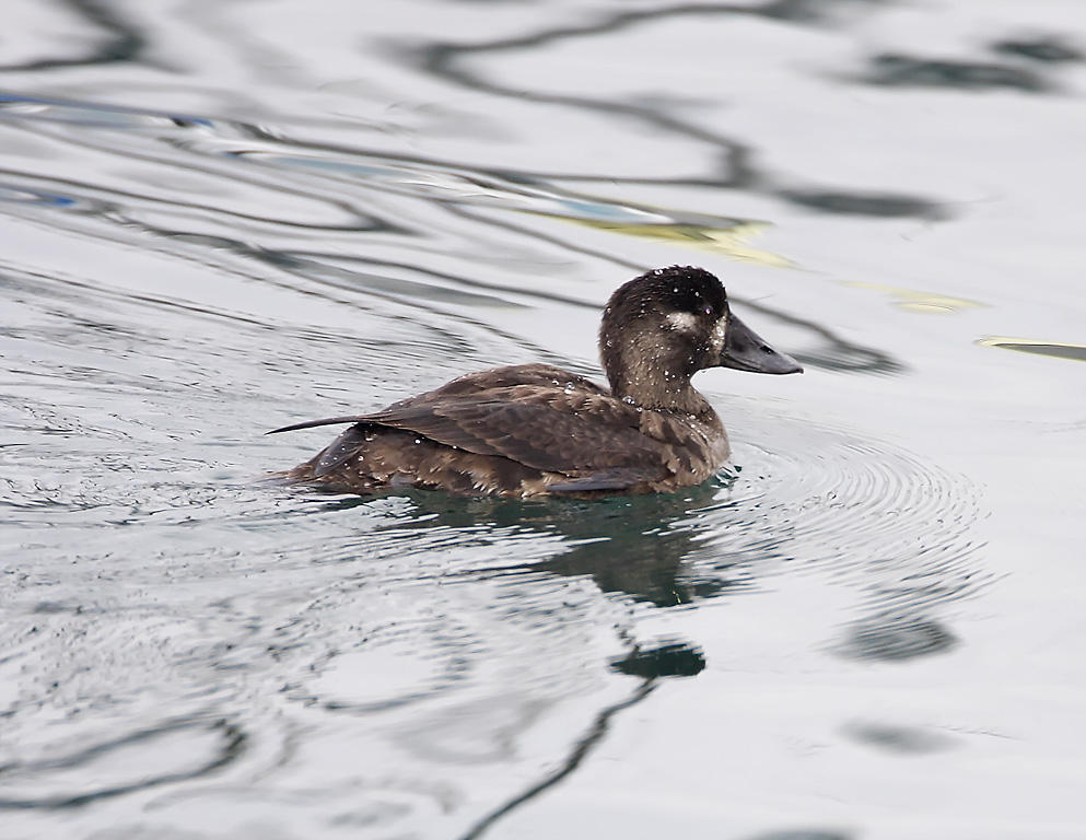 Surf Scoter - female_2486.jpg
