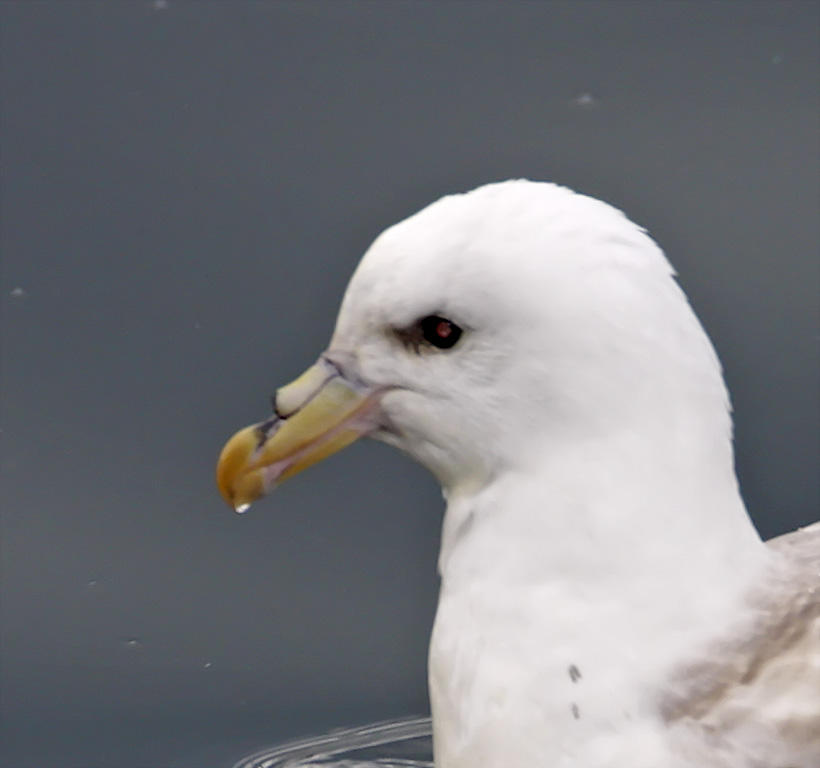 Northern Fulmar - light phase detail_3865.jpg