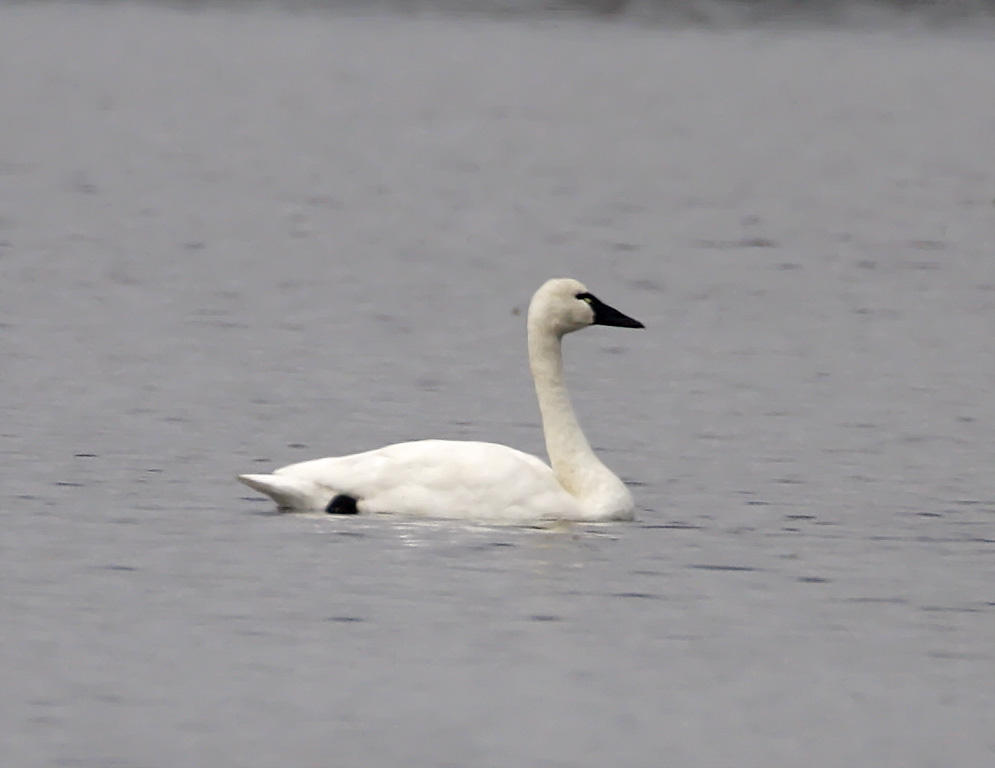 Tundra Swan - adult_2551.jpg