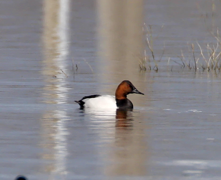 Canvasback - male_2698.jpg