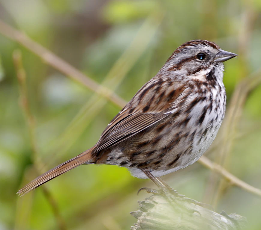 Song Sparrow_3301.jpg
