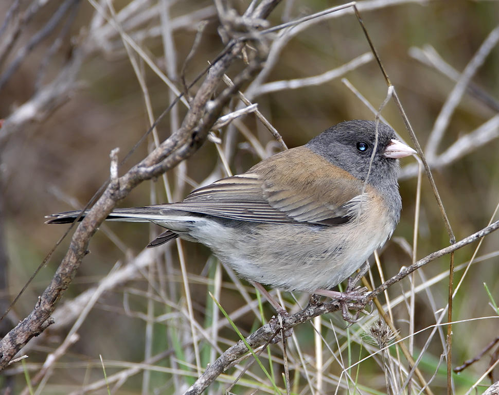 Dark-eyed Junco oregon - female_4032.jpg