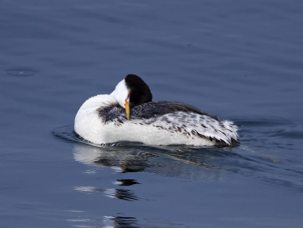 Clarks Grebe - non-breeding_4084.jpg