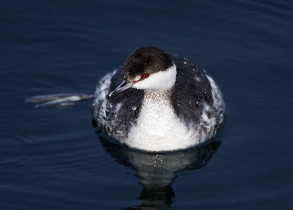 Horned Grebe - non-breeding_4082.jpg