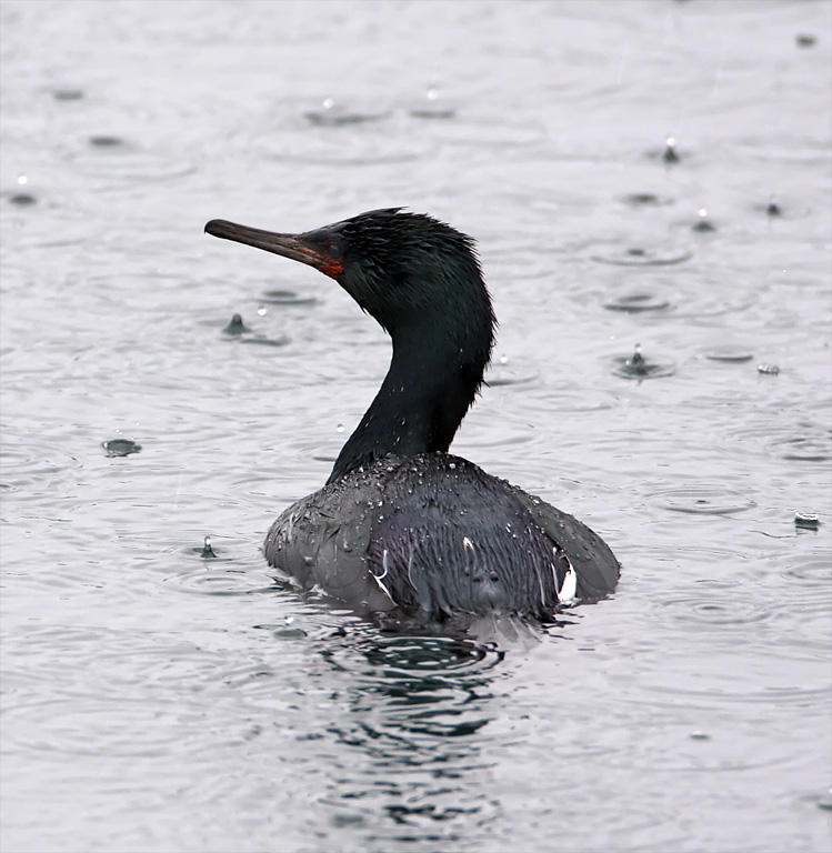 Pelagic Cormorant - breeding_3902.jpg