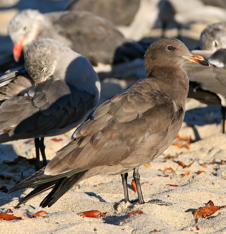Heermanns Gull - 1st summer_3194.jpg