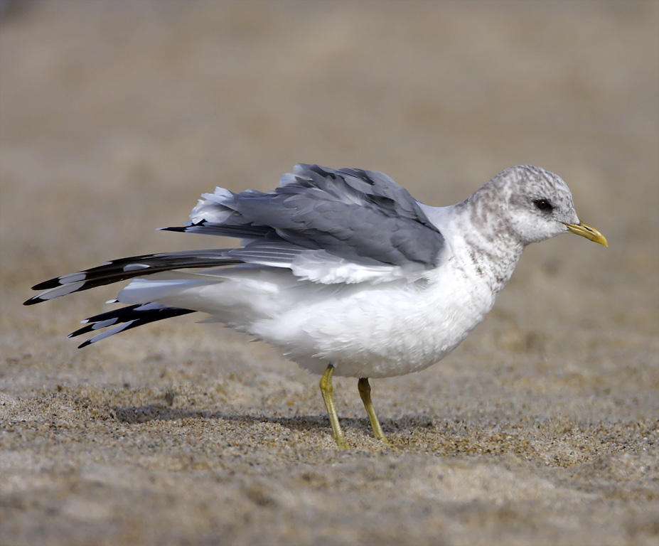 Mew Gull - non-breeding_2977.jpg