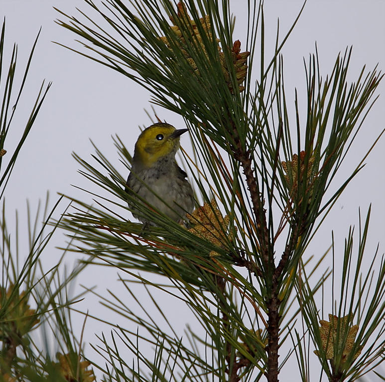 Hermit x Townsends Warbler - female_3995.jpg