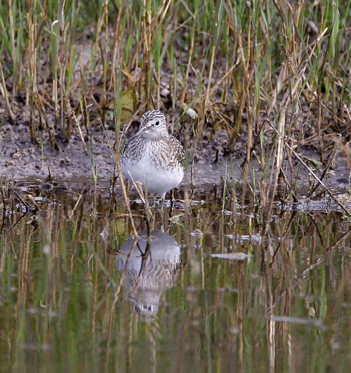 Solitary Sandpiper - breeding_4139.jpg
