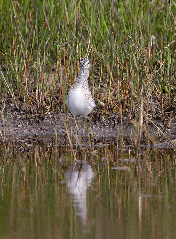 Solitary Sandpiper - breedng_4121.jpg