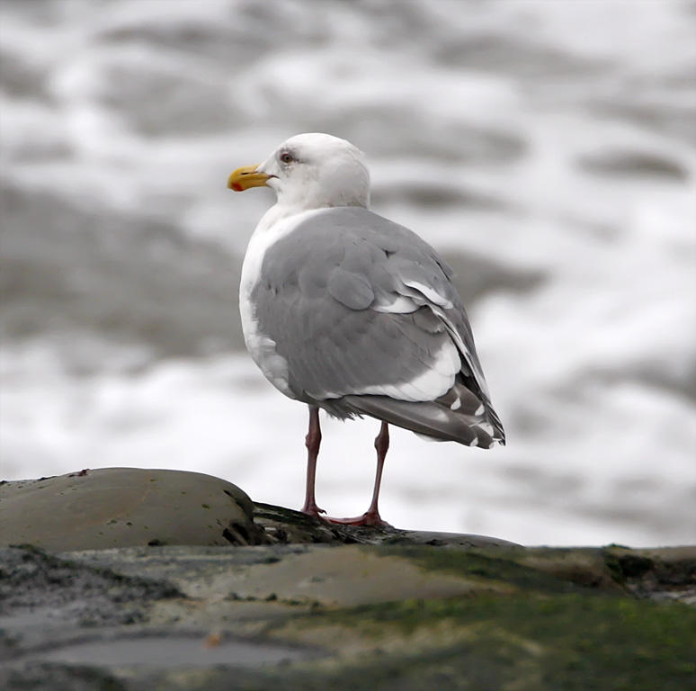 Glaucous-winged x Herring Gull_2722.jpg