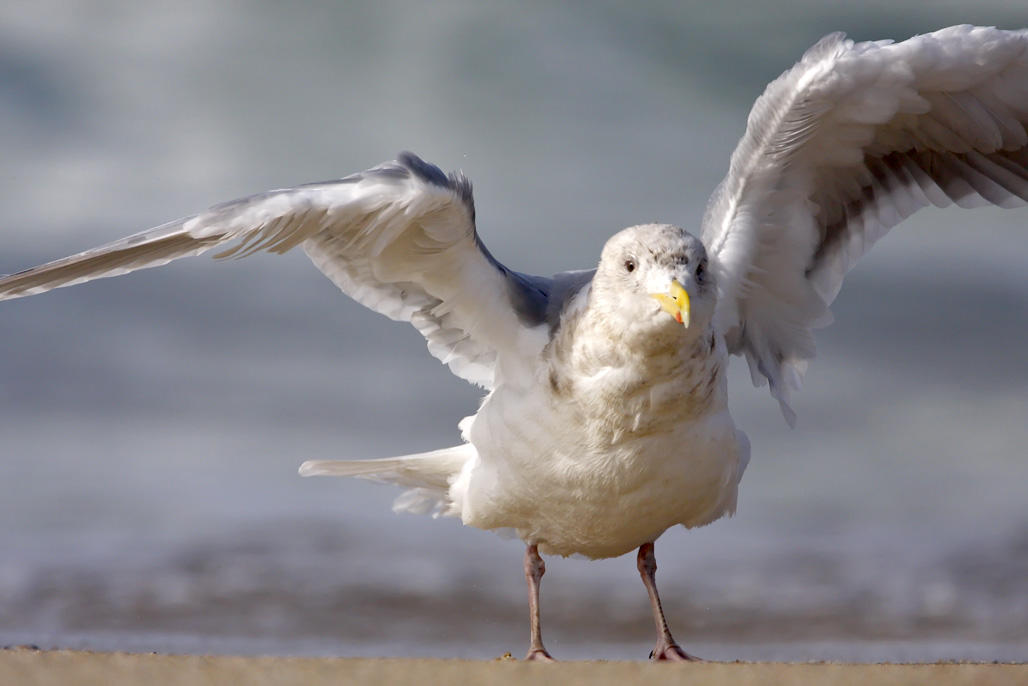 Glaucous-winged x Western Gul_3067.jpg