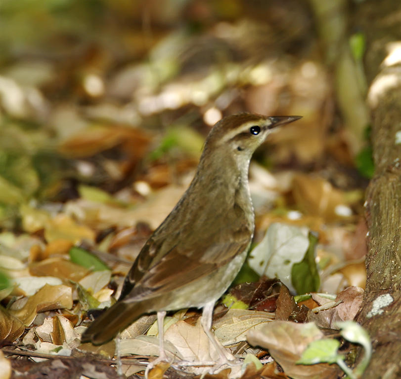 Swainsons Warbler_5567.jpg